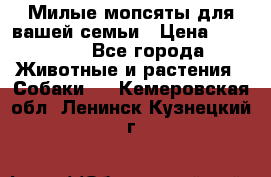 Милые мопсяты для вашей семьи › Цена ­ 20 000 - Все города Животные и растения » Собаки   . Кемеровская обл.,Ленинск-Кузнецкий г.